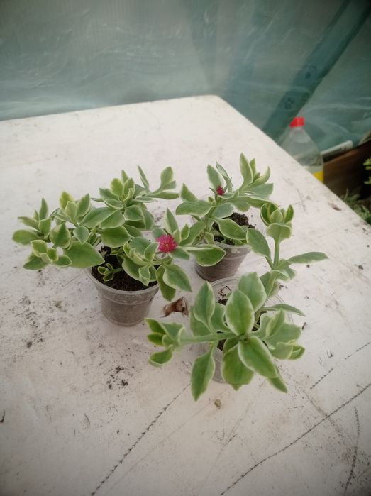 Распродажа Домашние цветы разные