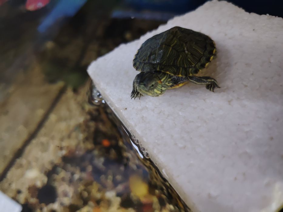 Красноухие черепашки