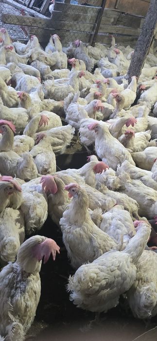 Куры несушки декалб вайт