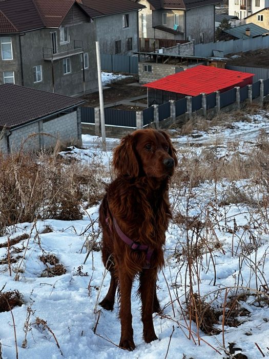 Потерялся ирландский сеттер кобель или украли