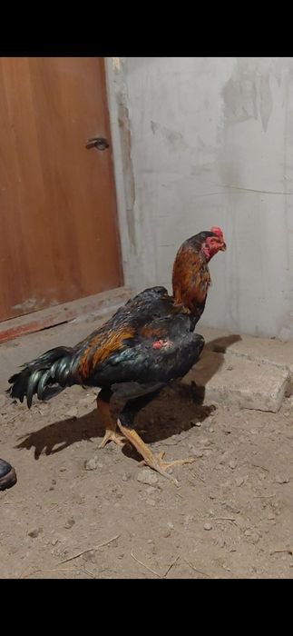 Дакан қораз майский