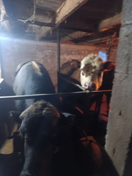 Продам бычки через вес