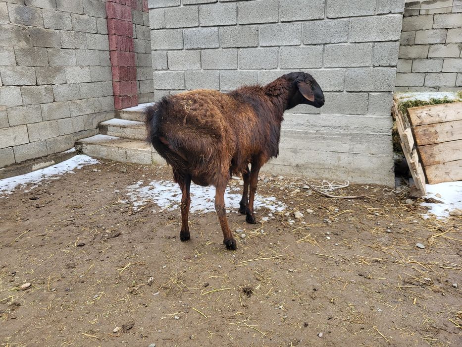 Кошкар қошқар кой қой