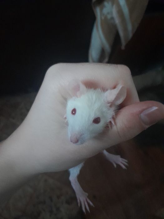 Крысята отдам бесплатно
