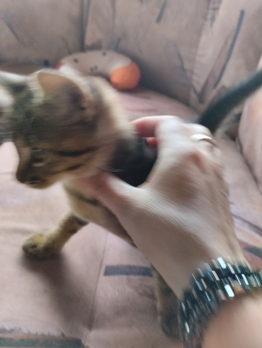 Подарявам котенца на 2м