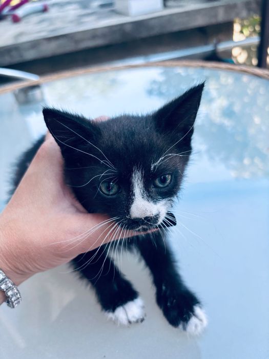 Motanel pentru adoptie