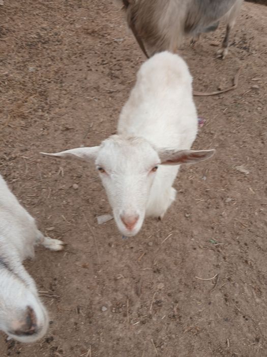 Продаётся зааненская коза