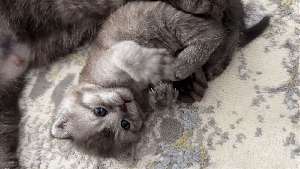 Продается Скоттиш Фолд мальчик