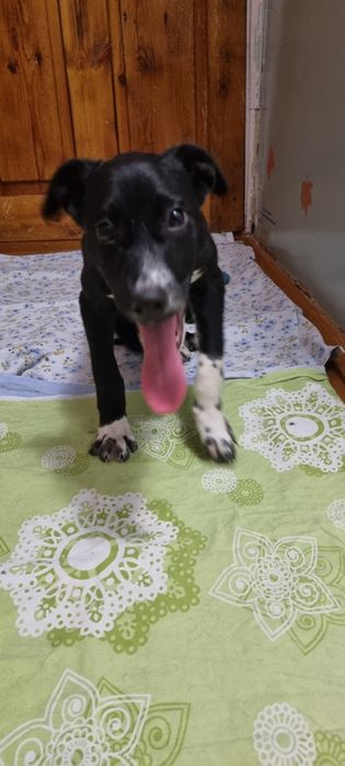 Отдам щенка в добрые руки.