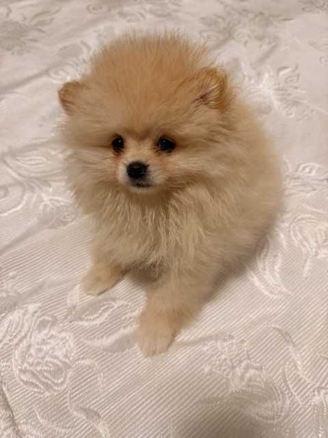 Pomeranian cu pedigree, poze reale!