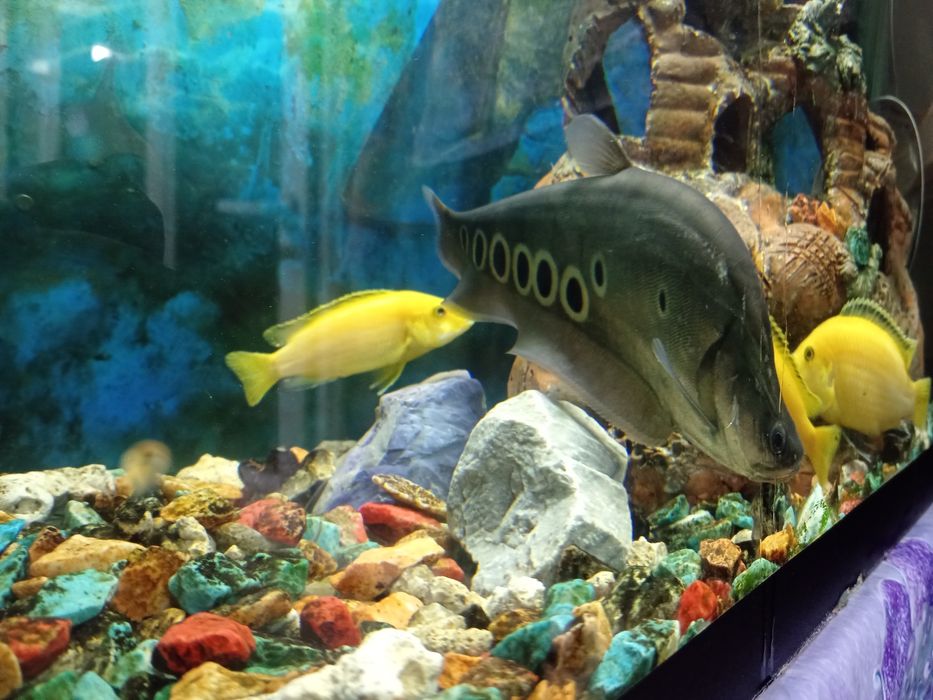 Индийский ножка 22