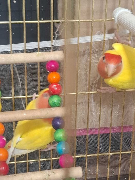 Попугай неразлучник Масковый