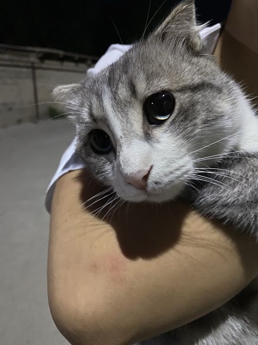 Шотландский  Кот 1 год
