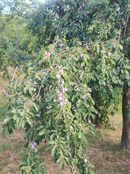 Vând prune pentru rachiu
