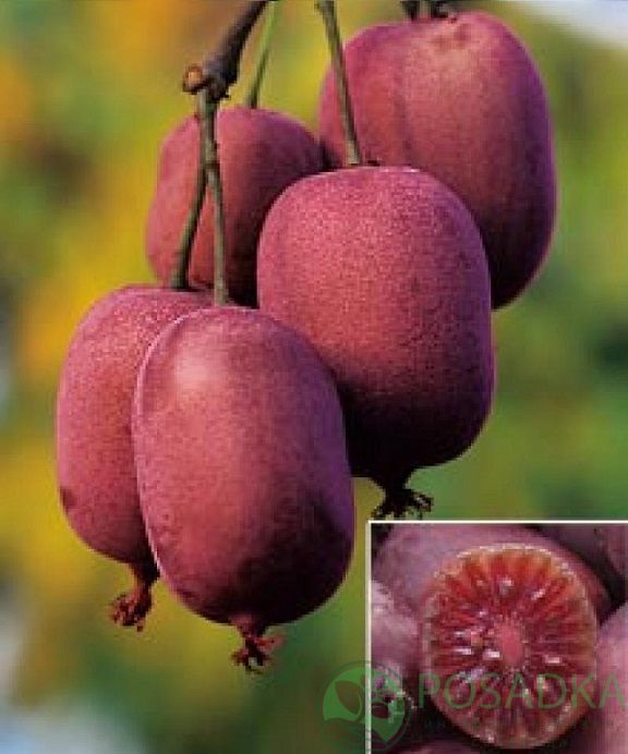 Киви 'Ken's Red' (Червено киви)