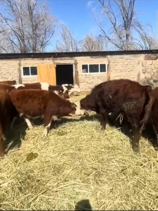 24 бас бука АК бас