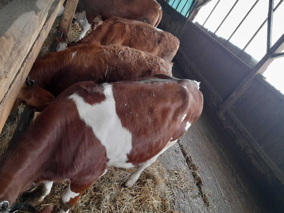 Vănd juninci baltate de tinut