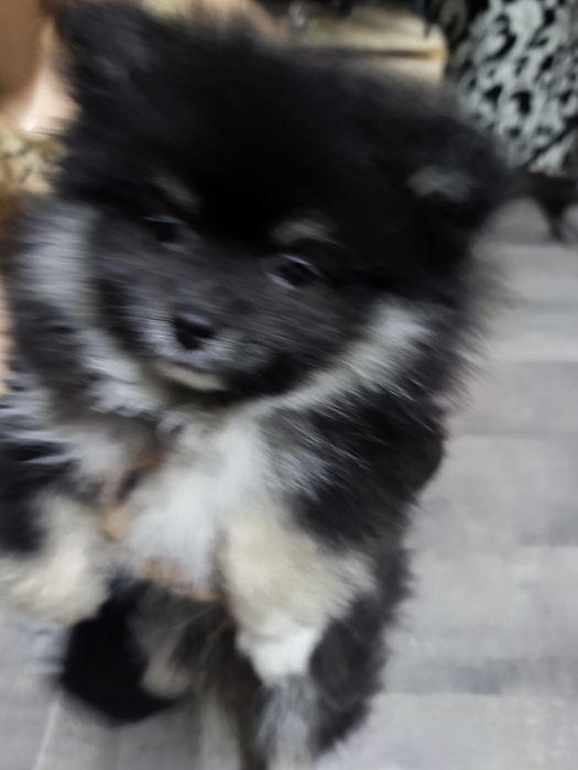 Продам щенка Шпица