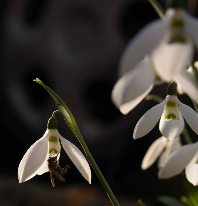 Обектив 7artisans AF 50mm f/1.8 FF за Sony E-mount