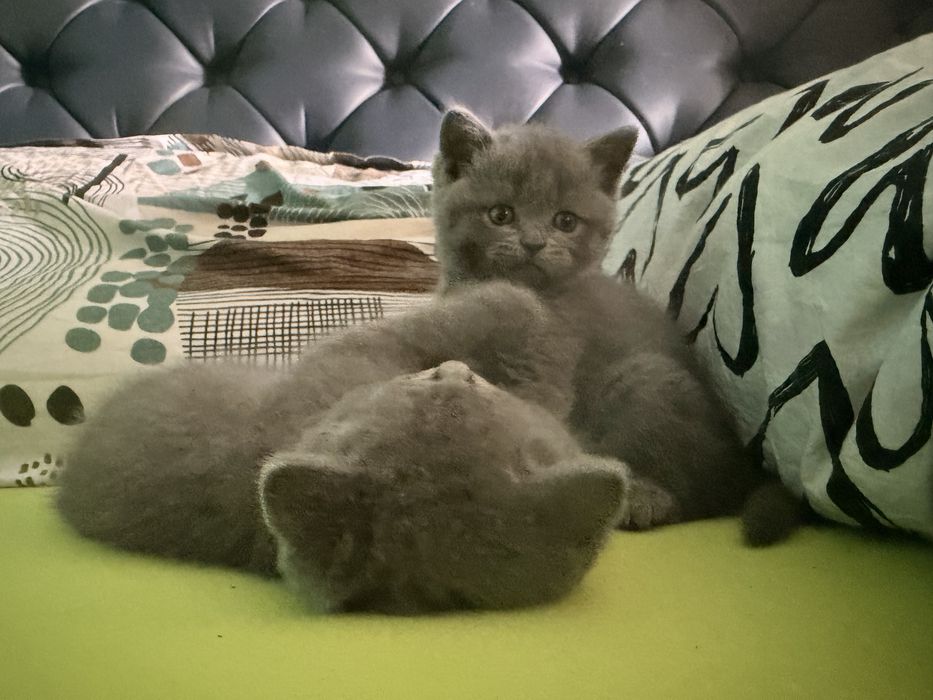 Британски късокосмести котета