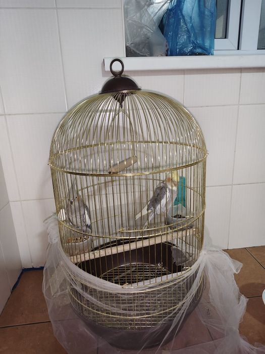 Продается попугай + с домиком 26499тг