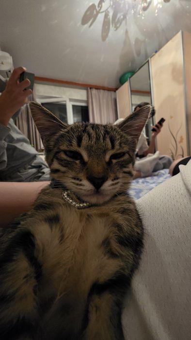 Отдадим в добрые руки!