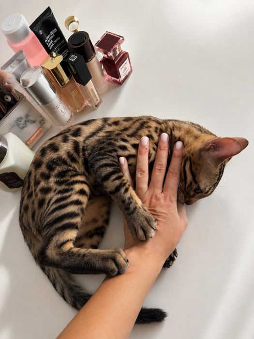 Продам котенка Бенгала