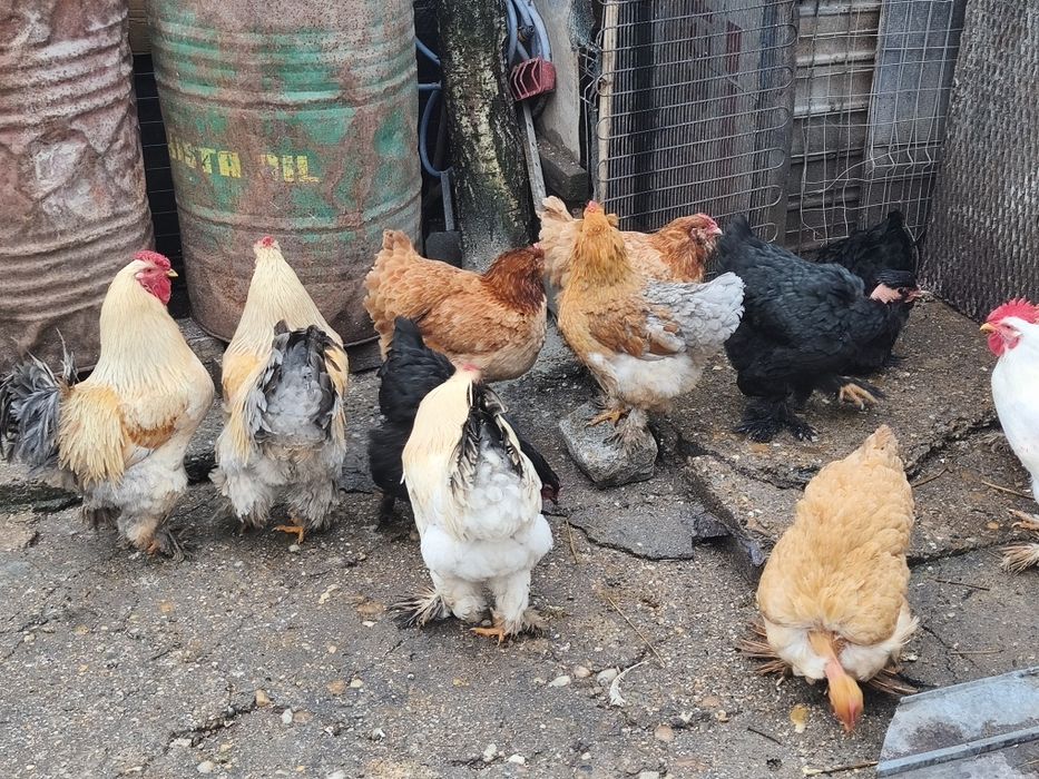 Vând găini de curte