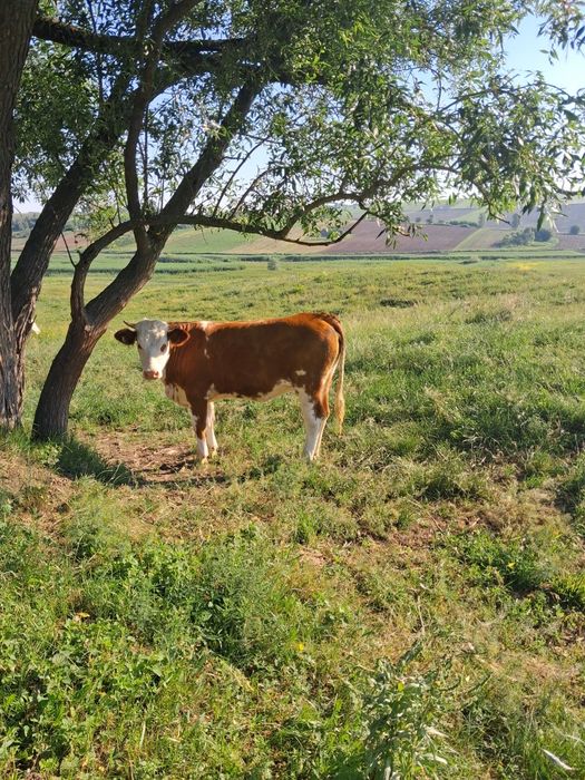Vând vițică bălțată