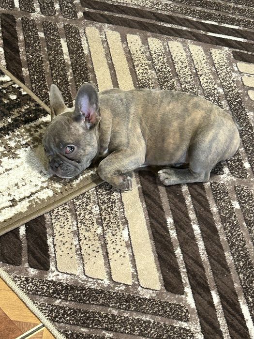Bulldog francez lilac