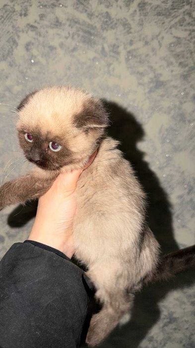 Продам Катенька с отенкам сиям