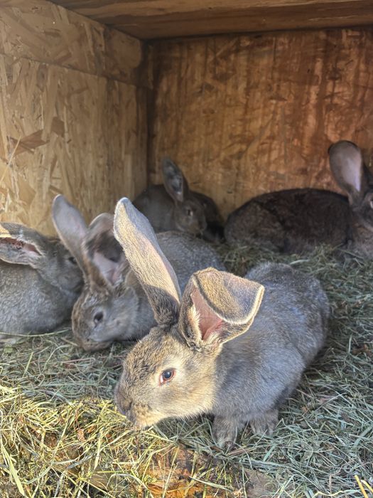 6 puii urias german tatuati