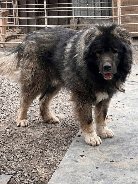 Щенки кавказкой овчарки