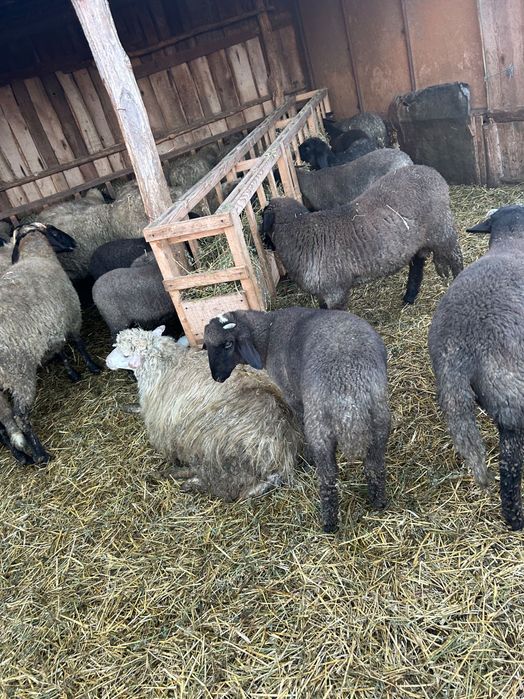 Oi si miei de vânzare