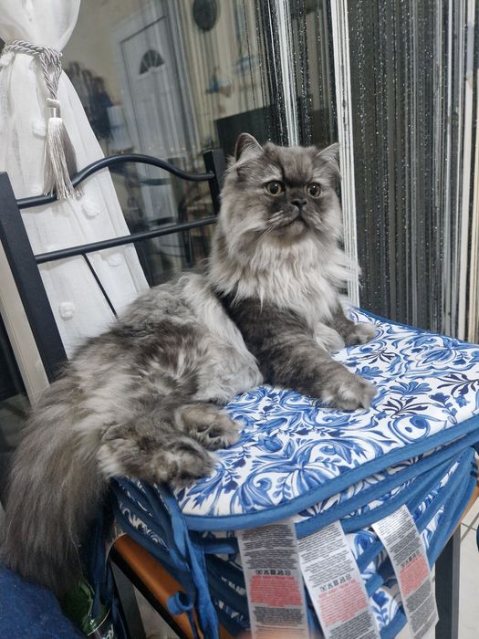 Персийски котарак