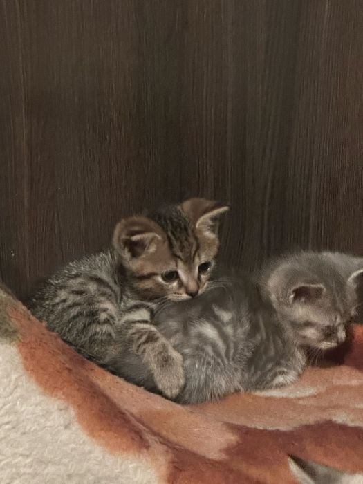 Отдам котят в хорошие руки!