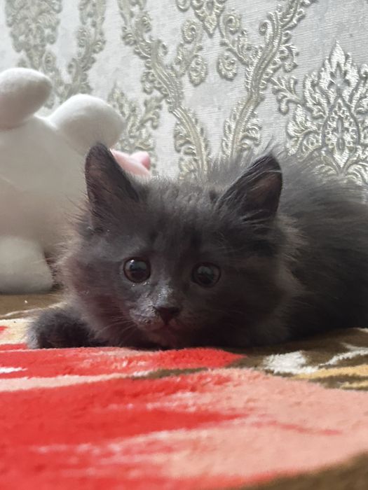 котенок девочкаа