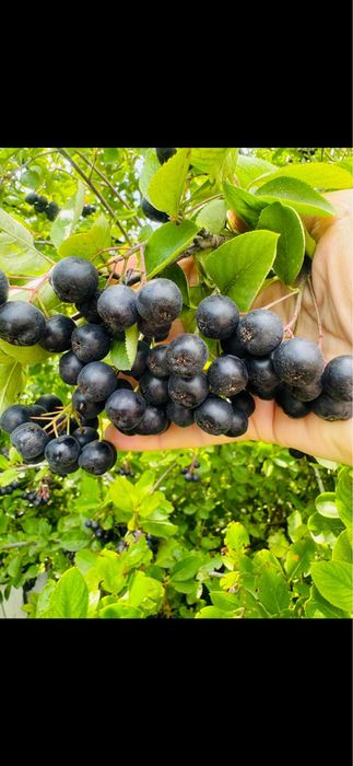 Продам виноград домашний Изабелла