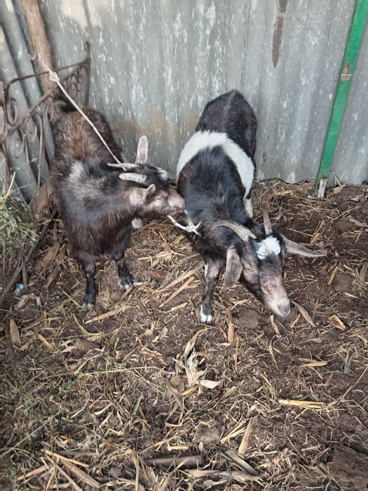 Vând /schimb cu oaie