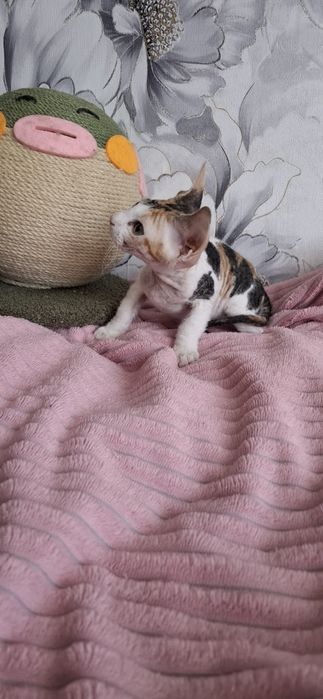 Славные котята донского сфинкса