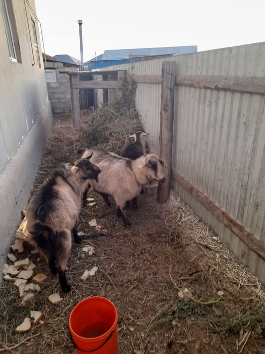 Сатылады Саудасыбар