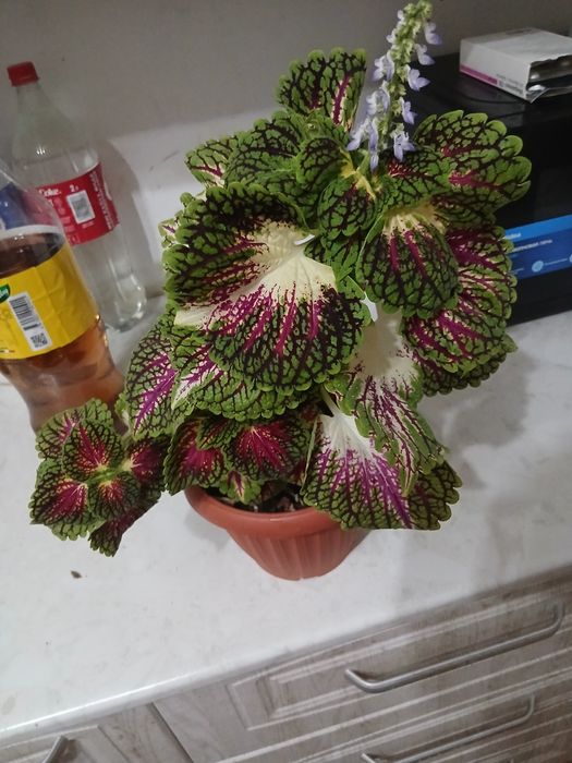 Комнатный цветы продаю