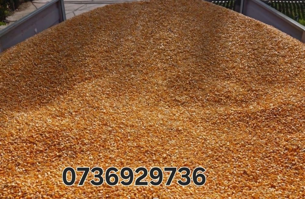 Porumb grau si Orz de vanzare