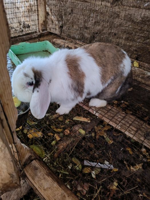 Quyon sotilad sog'lom