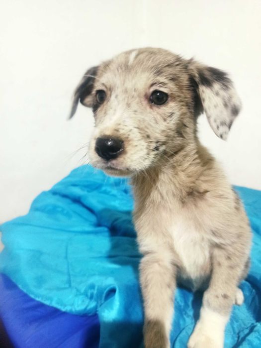 Donez cățelușă superbă