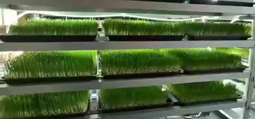 ГИДРОПОНИКА махсулотлари