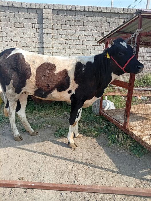 Gunajin sotiladi qiziqala