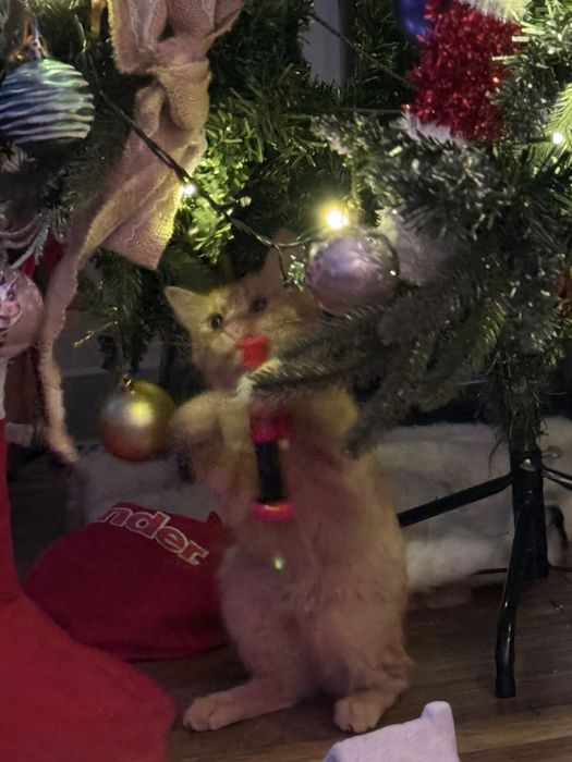 Отдам кошечку в добрые руки