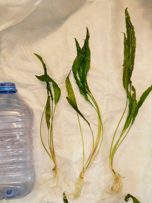 Криптокарина обалденная