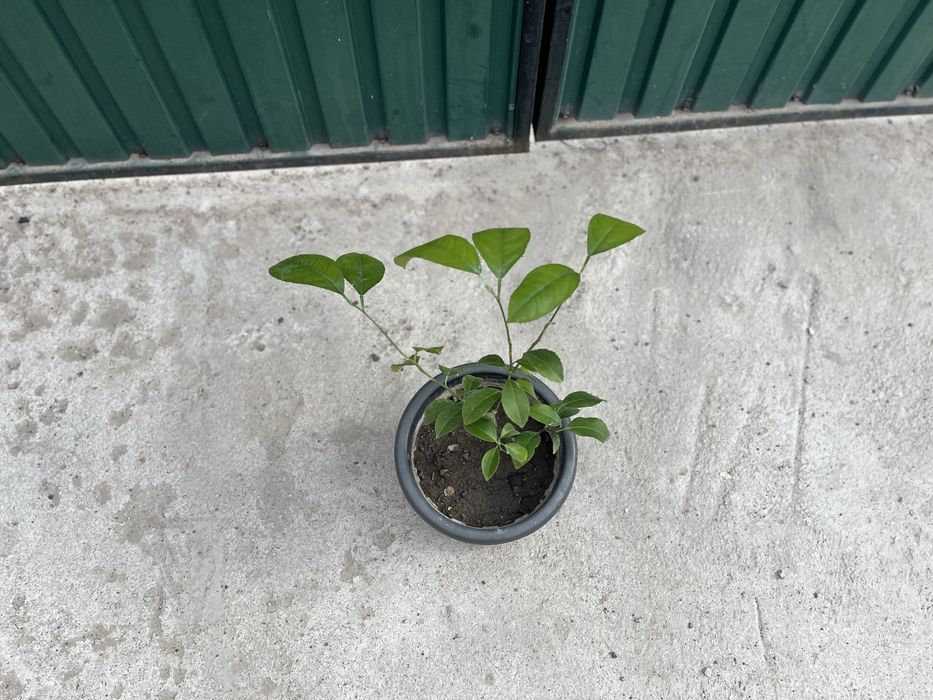 Лимоное дерево мейера